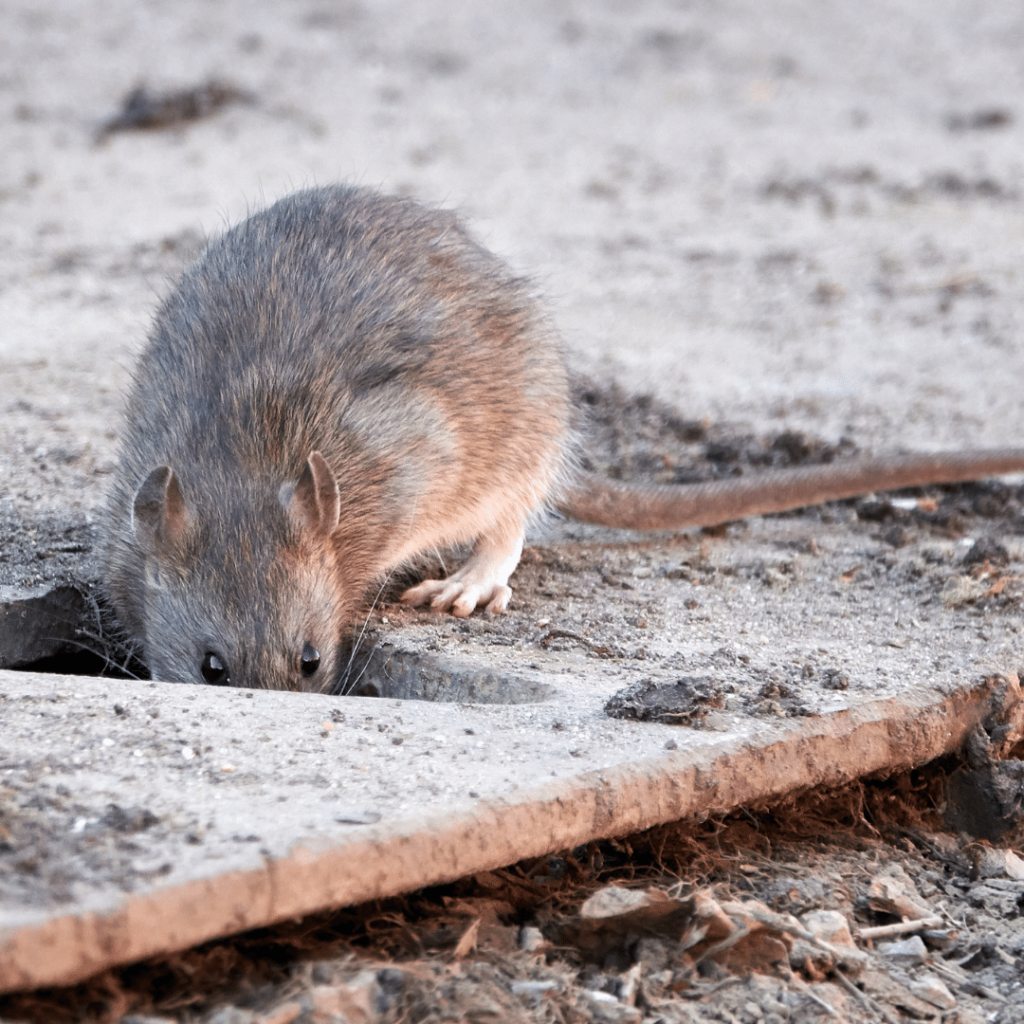 Ratto delle fogne